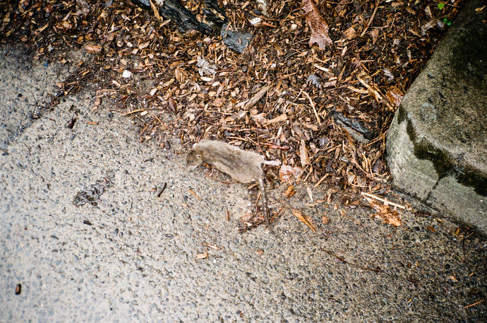 32. I ORDERED 10 WHITE TEES TODAY*